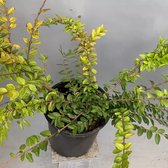 Tip: 10 Stuks Onderhoudsarme Lonicera nitida Maigrun Buxuskamperfoelie Blokhaag Haag Buxus Chinese kamperfoelie Alternatief voor de Ilex Crenata