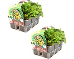 Waldsteinia ternata - Goudaardbei - makkelijke bodembedekker - 12 planten (2x sixpack) - Bodembedekker - Vaste plant - Tuinplant - Winterhard - Groenblijvend - Groen - Geelbloeiend - Gele bloem