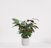 Calathea Compactstar in luxe sierpot Liam Wit – luchtzuiverende kamerplant – pauwenplant – living plant - ↕35-45cm - Ø13 – geleverd met plantenpot – vers uit de kwekerij