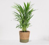 Areca in luxe siermand Amber Groen – luchtzuiverende kamerplant – eenvoudig te onderhouden Goudpalm - ↕80cm - Ø18 – geleverd met plantenpot – vers uit de kwekerij