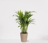 Areca in sierpot Babe Zand – luchtzuiverende kamerplant – eenvoudig te onderhouden Goudpalm - ↕35-50cm - Ø13 – geleverd met plantenpot – vers uit de kwekerij