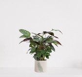 Calathea Compactstar in sierpot Manon Groen – luchtzuiverende kamerplant – pauwenplant – living plant - ↕35-45cm - Ø13 – geleverd met plantenpot – vers uit de kwekerij