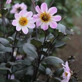 Dahlia Bishop of Dover 3 stuks