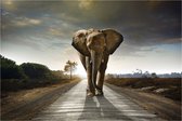 Glasschilderij - Olifant - Diverse Afmetingen
