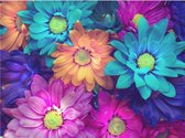 Diamond Painting - Bloemen - Kleurrijk- bloemen - 30x40 cm - Vierkante Steentjes - Dieren - Volwassenen - Kerst - Hobby - Cadeau - Moederdag - Cadeau