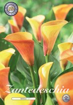 3 x Zantedeschia | Mango