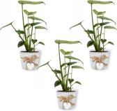 3x Kamerplant Monstera Deliciosa Tauerii – Gatenplant - ± 35cm hoog – 12 cm diameter  - in gootsteenemmer