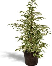 Ficus Benjamina Twilight - Treurvijg - 95cm hoog, ø21cm - Kamerplant in mand - Grote kamerplant - Luchtzuiverend - Vers van de kwekerij