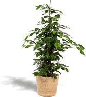 Ficus Benjamina Danielle Met mand - Treurvijg - 95cm hoog , 21Ø - Kamerplant
