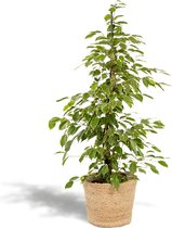 Ficus Benjamina Goldenking - Treurvijg - 95cm hoog, 21Ø - Kamerplant - Zonder mand