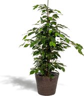 Ficus Benjamina Danielle Met mand - Treurvijg - 95cm hoog , 21Ø - Kamerplant