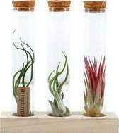 Plantophile - airplants - Set van 3 Tillandsia's in tubes - houten voetje