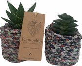 Plantophile - plant met pot - recycle mandjes met succulent - set van 2 stuks