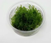 Plantes d'aquarium Moerings - Spikey moss 3x gobelet in vitro 80 cc