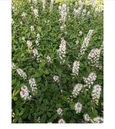 6 x Tiarella 'Spring Symphony' - PERZISCHE MUTS - pot 9 x 9 cm