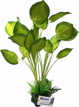 Plant echinodorus 40 cm hoog
