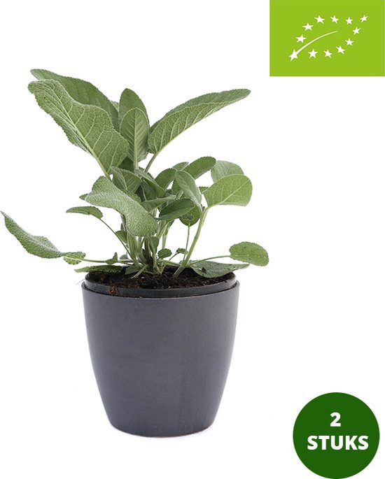 Salie Grootbladig - Biologische kruidenplant - potmaat Ø13cm - tuinplanten - 2 stuks