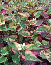 Bonte moeras houttuynia (Houttuynia cordata 'chameleon') - Vijverplant - 3 losse planten - Om zelf op te potten - Vijverplanten Webshop
