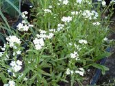 Witte moeras vergeet-mij-niet (Myosothis palustris Ice Pearl) - Vijverplant - 3 losse planten - om zelf op te potten - Vijverplanten Webshop