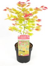 Plant in a Box - Acer palmatum 'Moonrise' - Japanse esdoorn Winterhard - Pot 19cm - Hoogte 40-50cm