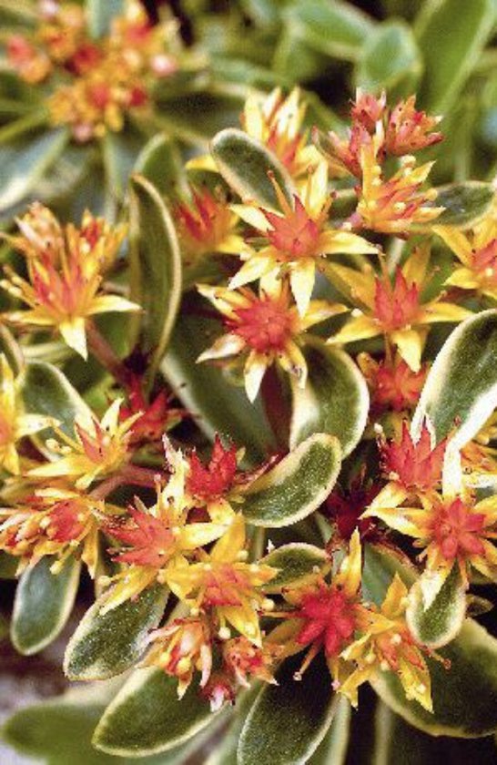Sedum kamtschaticum 'Variegatum' met gele en rode bloemetjes en groen-witte bladeren.