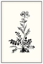 Pinksterbloem zwart-wit (Ladys Smock) - Foto op Akoestisch paneel - 100 x 150 cm