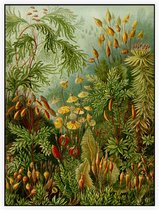 Muscinae, Ernst Haeckel - Foto op Akoestisch paneel - 60 x 80 cm