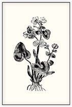 Gewone Dotterbloem zwart-wit (Marsh Marigold) - Foto op Akoestisch paneel - 80 x 120 cm