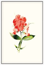 Brede Lathyrus (Everlasting Pea White) - Foto op Akoestisch paneel - 80 x 120 cm