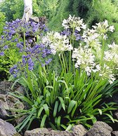 Agapanthus Blauw / Wit - 3 Planten - Tuinplant - Potplant - Gemengd - Vaste Plant - Afrikaanse Lelie - Kaapse Lelie - Max. 90 cm. Hoog - Garden Select