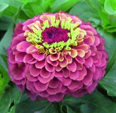 Zinnia Elegans Queeny Red Lime