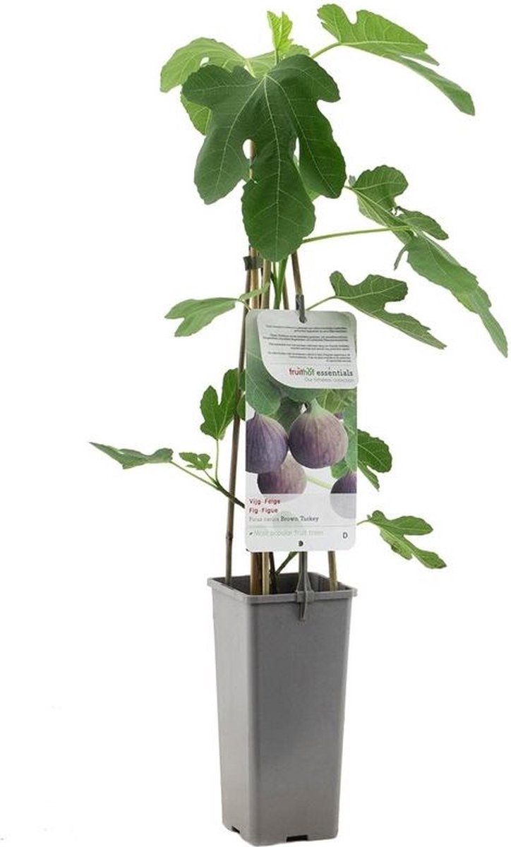 Vijgenplant - Brown Turkey - kleinfruit - fruitstruik - vijg | bol.com