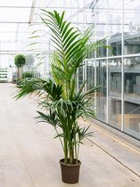 Kentiapalm Howea Forsteriana palm L 200 cm kamerplant