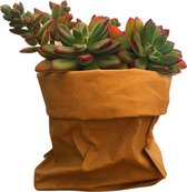 de Zaktus - Crassula - vetplant - paper bag papier [licht bruin] - Maat XL
