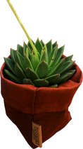 de Zaktus - Echeveria elegans- cactus - paper bag roest bruin - Maat L