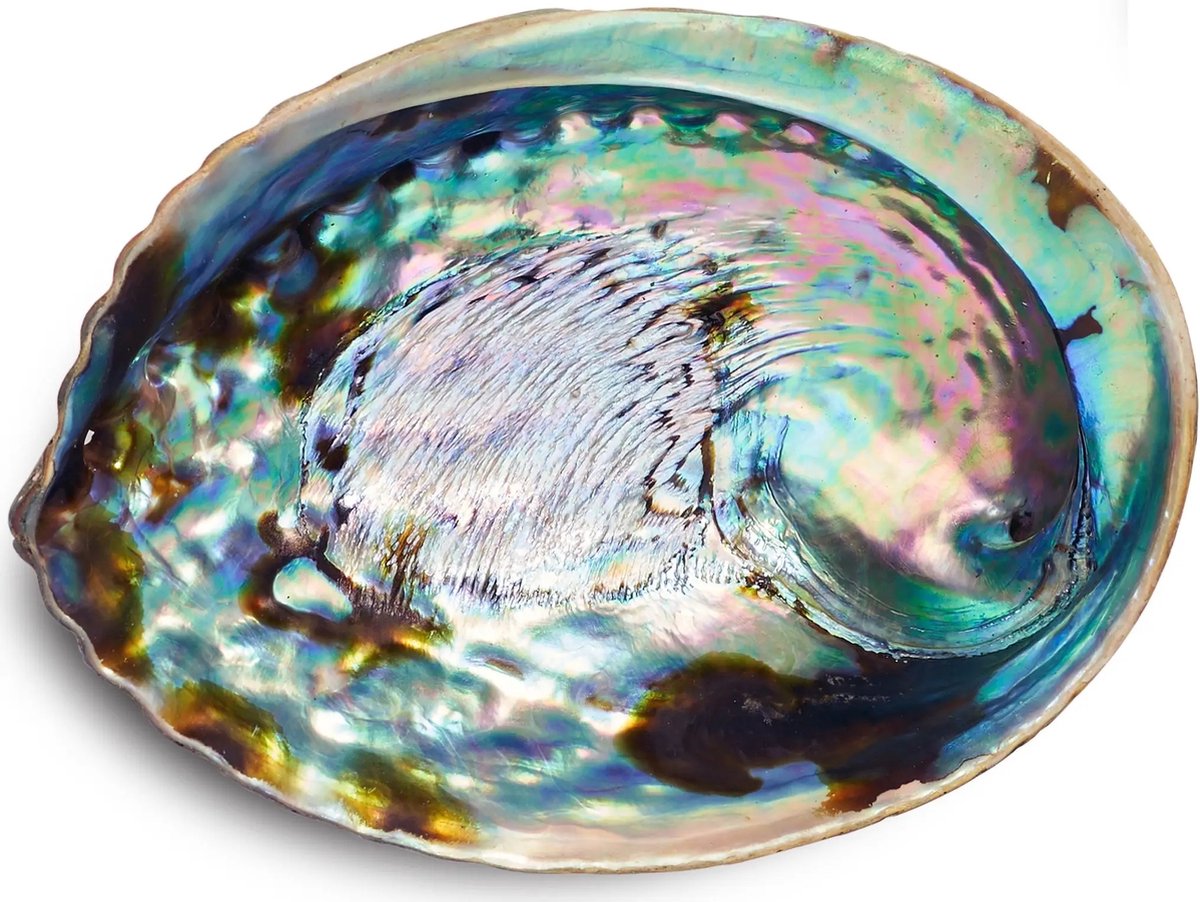 Abalone Shell Smudge Bowl