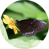Muurcirkel 40 cm | Dibond | Vlinder op een bloem