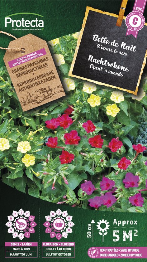 Protecta Bloemen zaden: Nachtschone gemengd