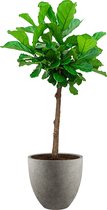 Ficus Lyrata vertakt in Grigio Egg Concrete grijs | Vioolbladplant / Tabaksplant