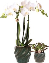 Planten duo Twist | Orchidee en Crassula