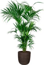 Kentia Howea XXL in Nature Rib Egg Planter bruin | Palm