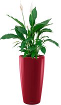 Spathiphyllum in watergevende Rondo rood | Lepelplant