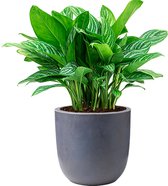 Aglaonema Stripes in Urban Smooth Egg Planter grijs | Chinese Evergreen