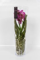 Vanda Orchidee rood in vaas | Vanda Orchidee