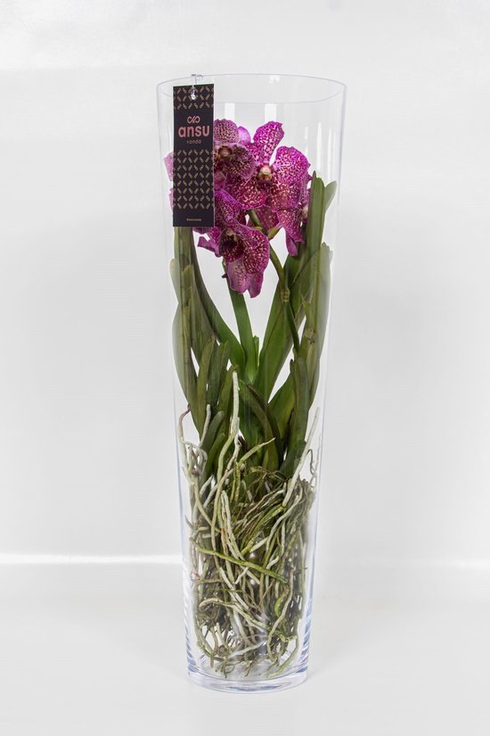 Vanda Orchidee rood in vaas Vanda Orchidee bol