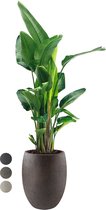 Strelitzia Nicolai XXL in Grigio Tall Balloon Concrete bruin | Paradijsvogelplant