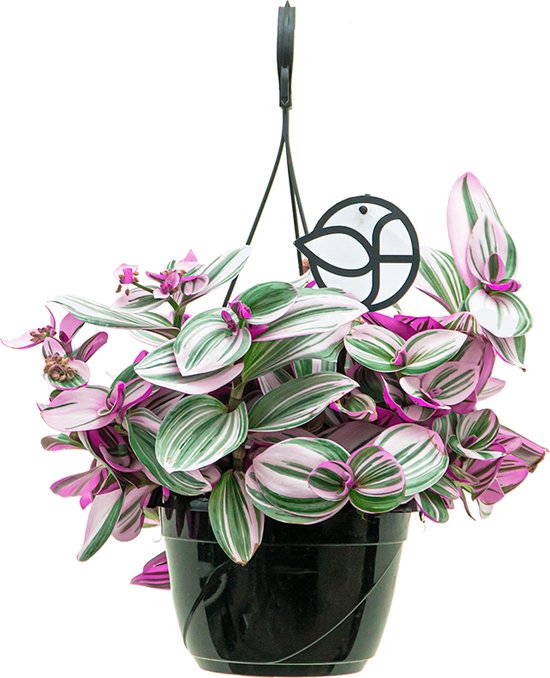 Tradescantia