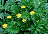 Zilverschoon (Potentilla anserina) - Oeverplant - 3 losse planten - Om zelf op te potten - Vijverplanten Webshop