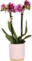 Kolibri Orchids | Roze paarse Phalaenopsis orchidee - El Salvador + Gold foot sierpot roze- potmaat Ø9cm - 40cm hoog | bloeiende kamerplant - vers van de kweker