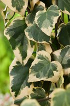 Hedera colchica 'Dentata Variegata' 70- 80cm - 2 stuks - Kaukasische klimop - geel / groen blad - wintergroen - 2 liter pot
